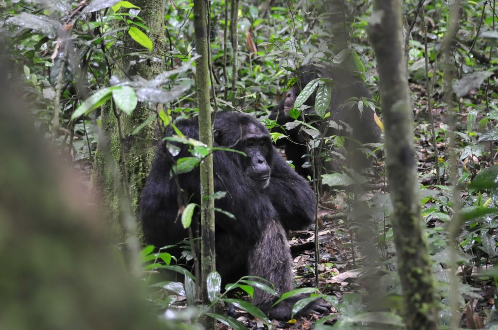 Chimpanzee Trekking in Kyambura Gorge