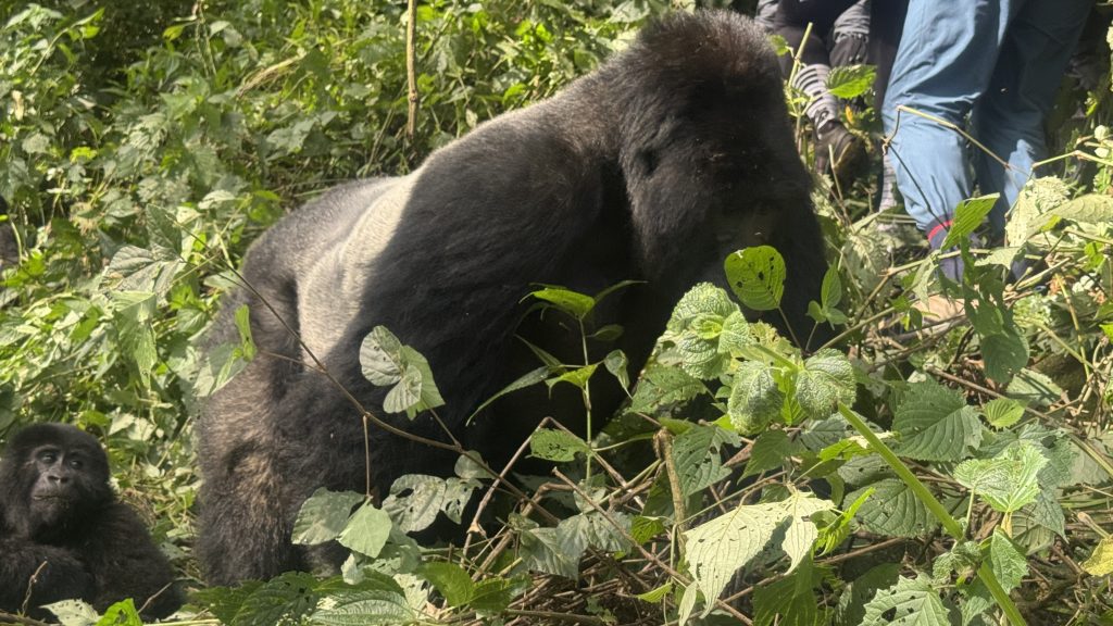 Best time to visit Uganda for a Safari or Holiday