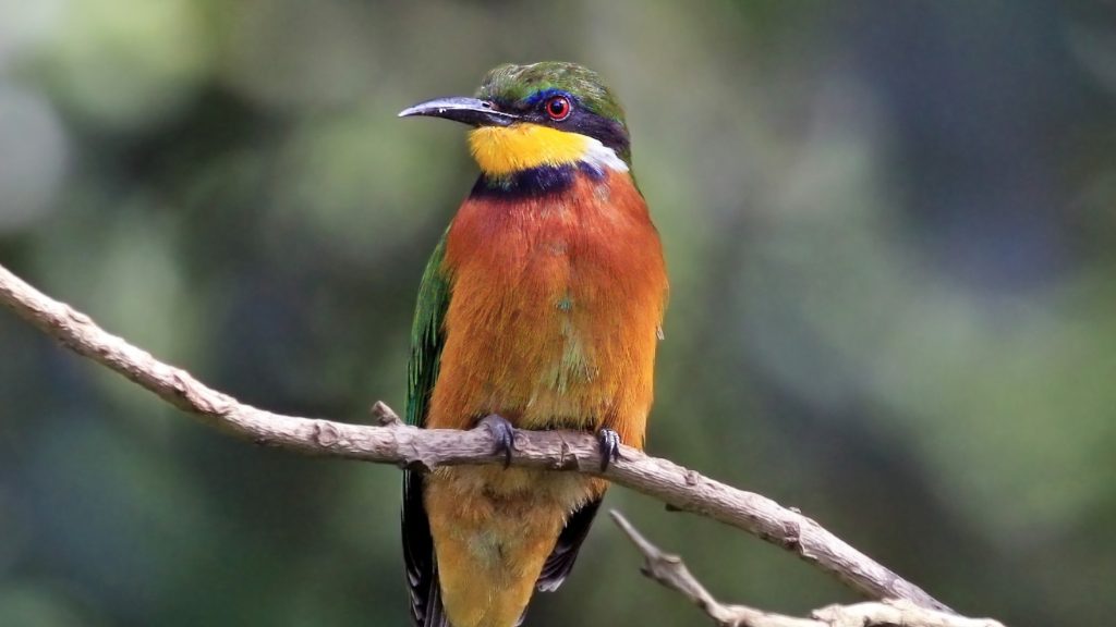 Birdwatching in Bwindi Forest