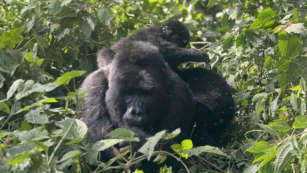 Budget activities to do in Bwindi Forest National Park