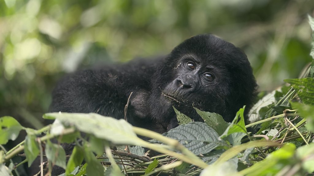 Buhoma Sector of Bwindi Forest: Located in Kanungu District in the northwestern section of the park overlooking the breathtaking evergreen forest