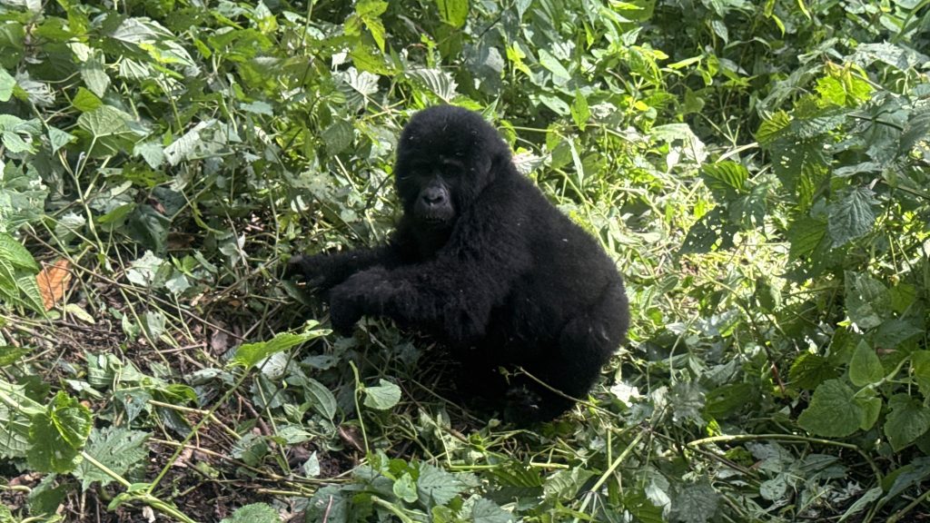 Bwindi four-hour gorilla safari: The primary objective of a four-hour gorilla trekking safari in Bwindi is gorilla habituation
