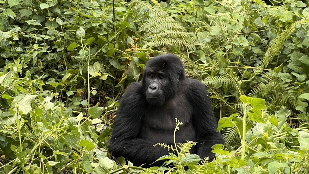 Flying safaris to Bwindi Impenetrable Forest National Park