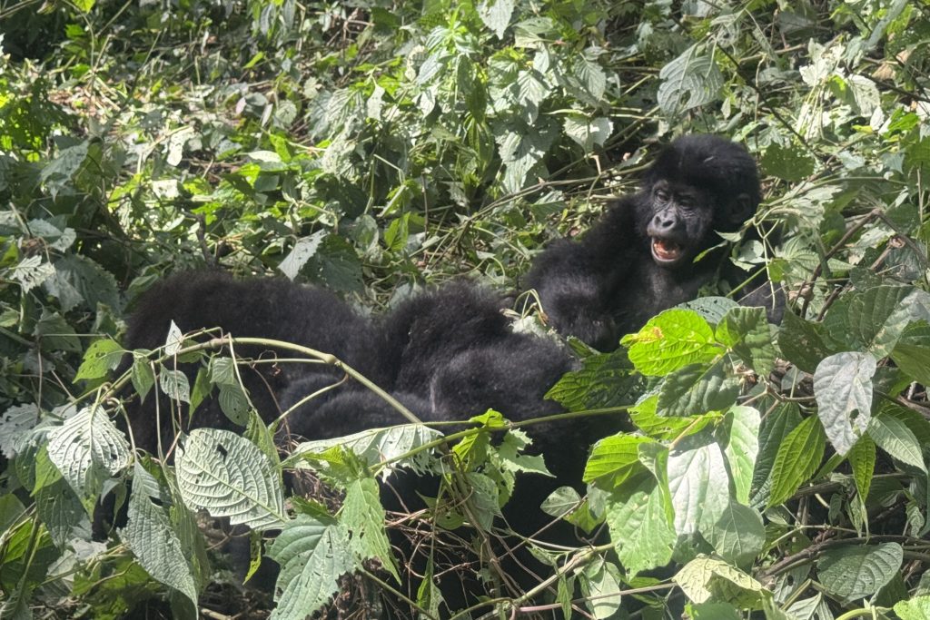 Mountain gorilla tracking in Bwindi Impenetrable Forest
