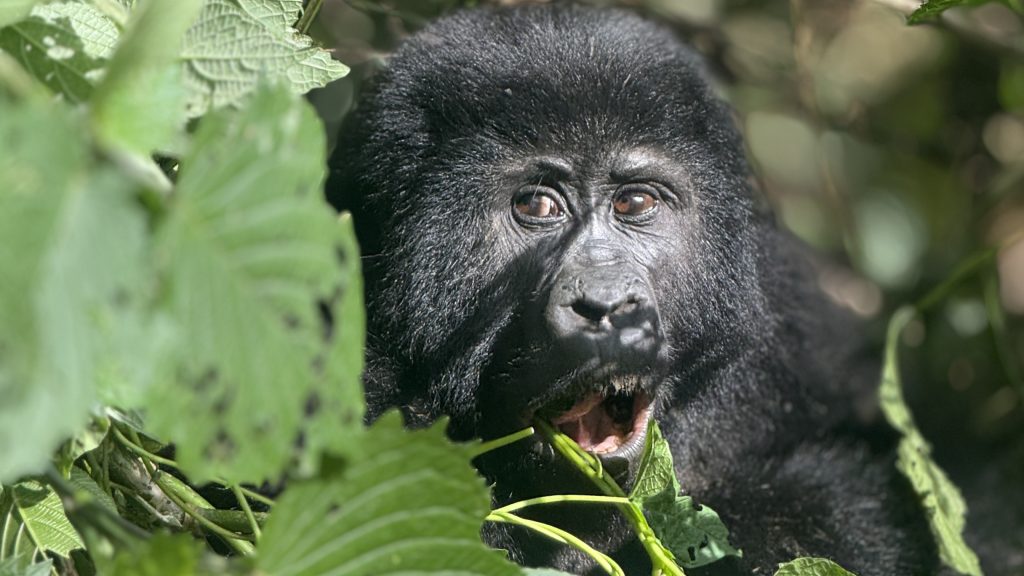 What Is Gorilla Tracking: Gorilla tracking is the purposeful process of locating and following wild gorillas in their natural forest habitats.