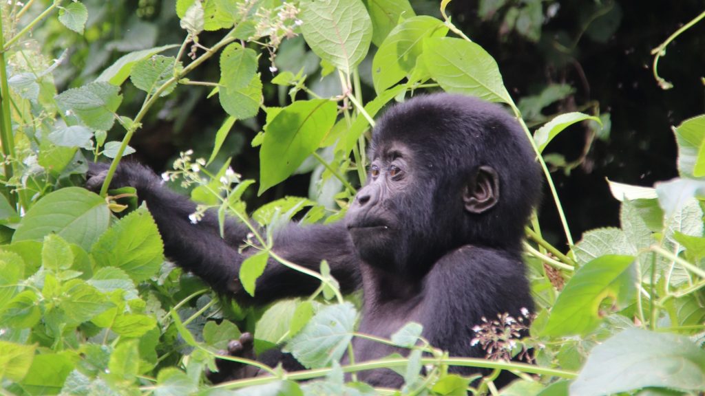 What to do in Ruhija after gorilla trekking