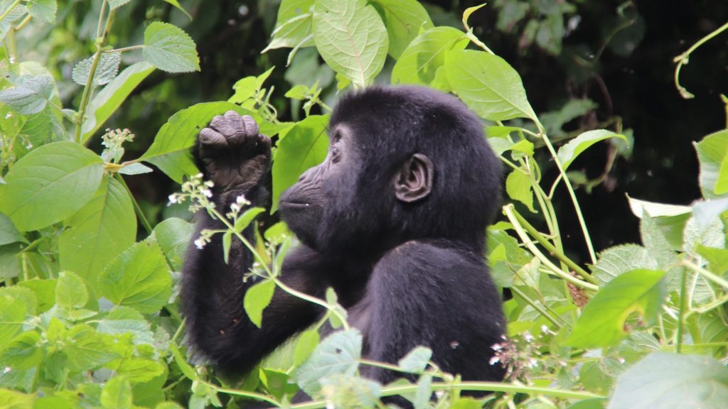 What to do in Rushaga after gorilla habituation?