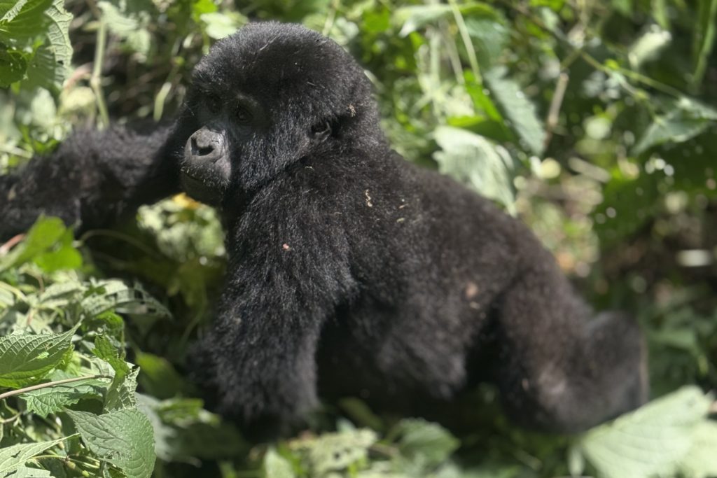 When is the best time to trek gorillas? One of the destinations for gorillas in Africa is Bwindi Impenetrable forest, located in Kanungu District
