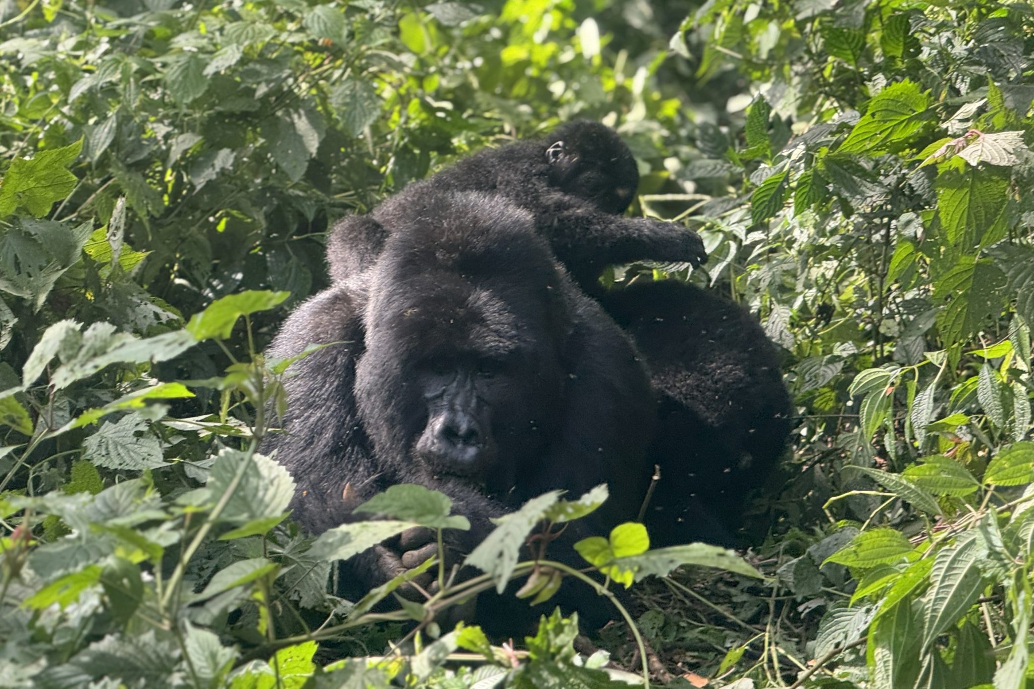 Gorilla safari
