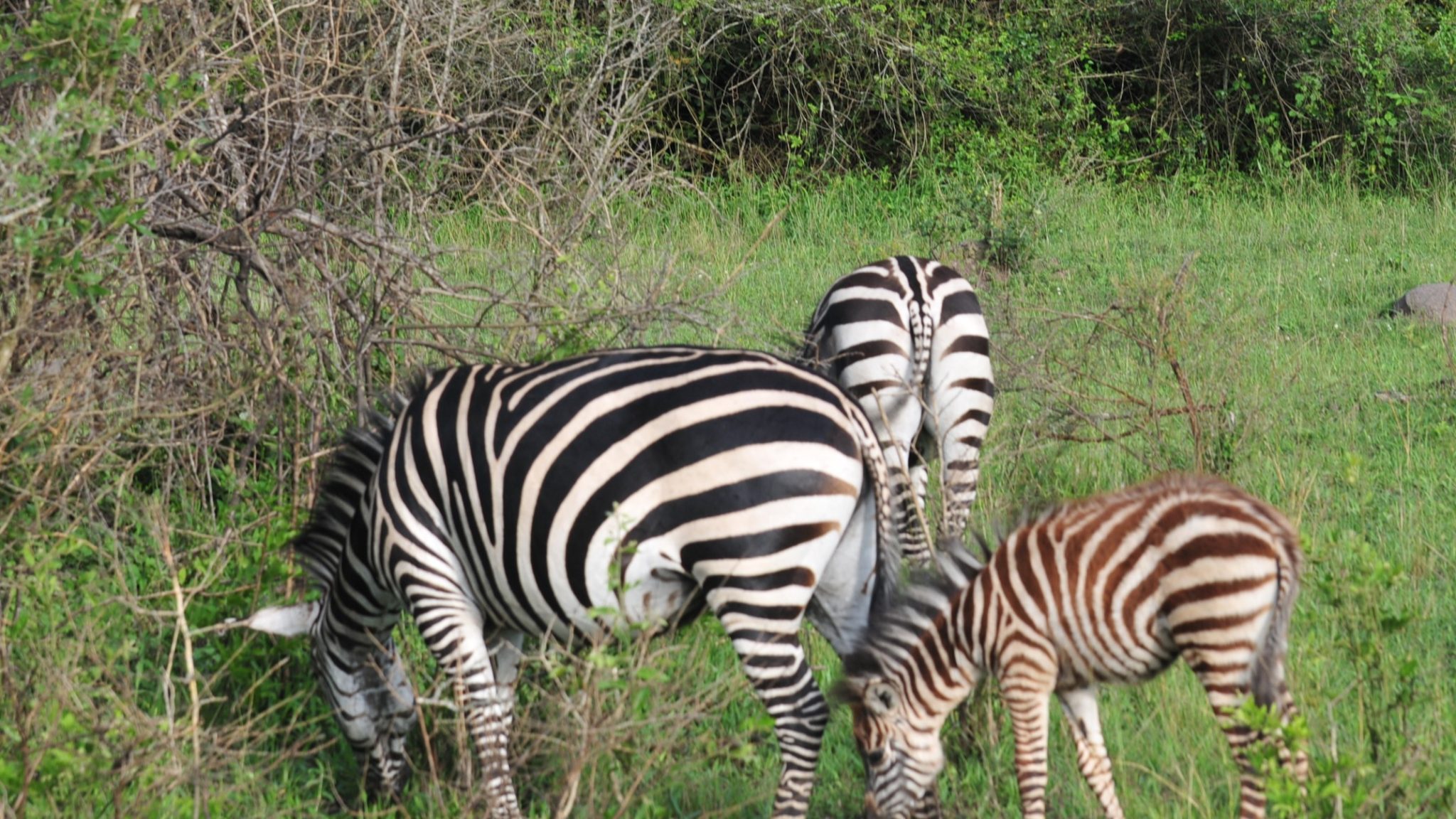 game driving safaris in Kidepo