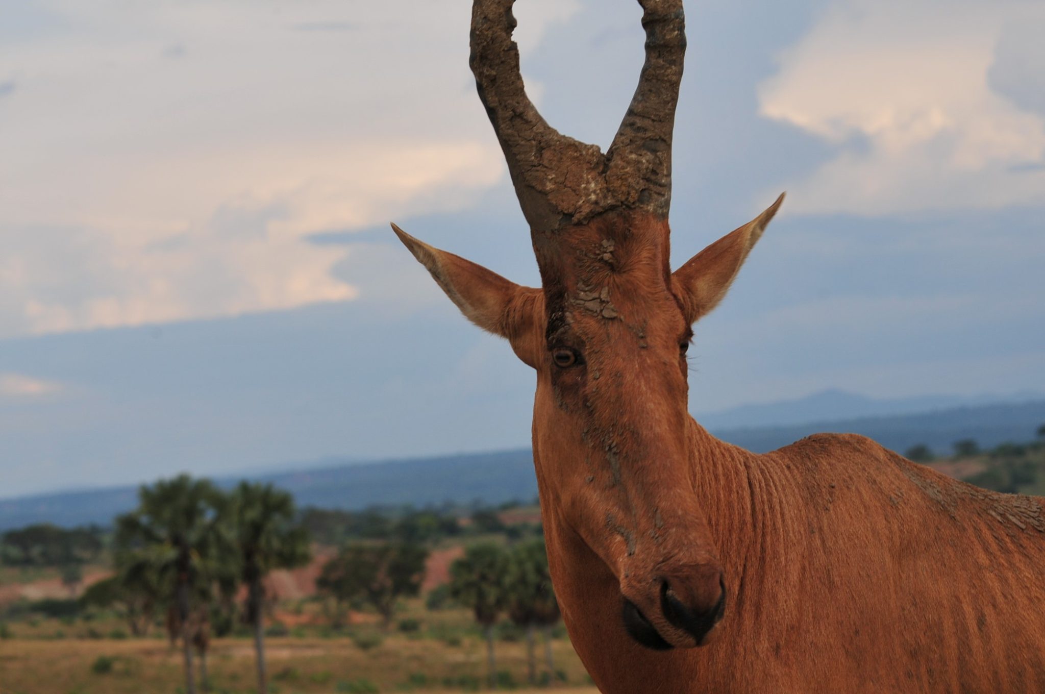 Best time for a safari to Kidepo valley
