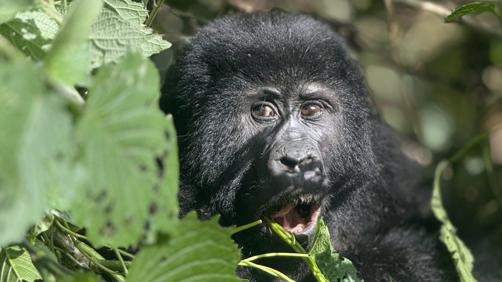 Bitukura gorilla family Ruhija Sector