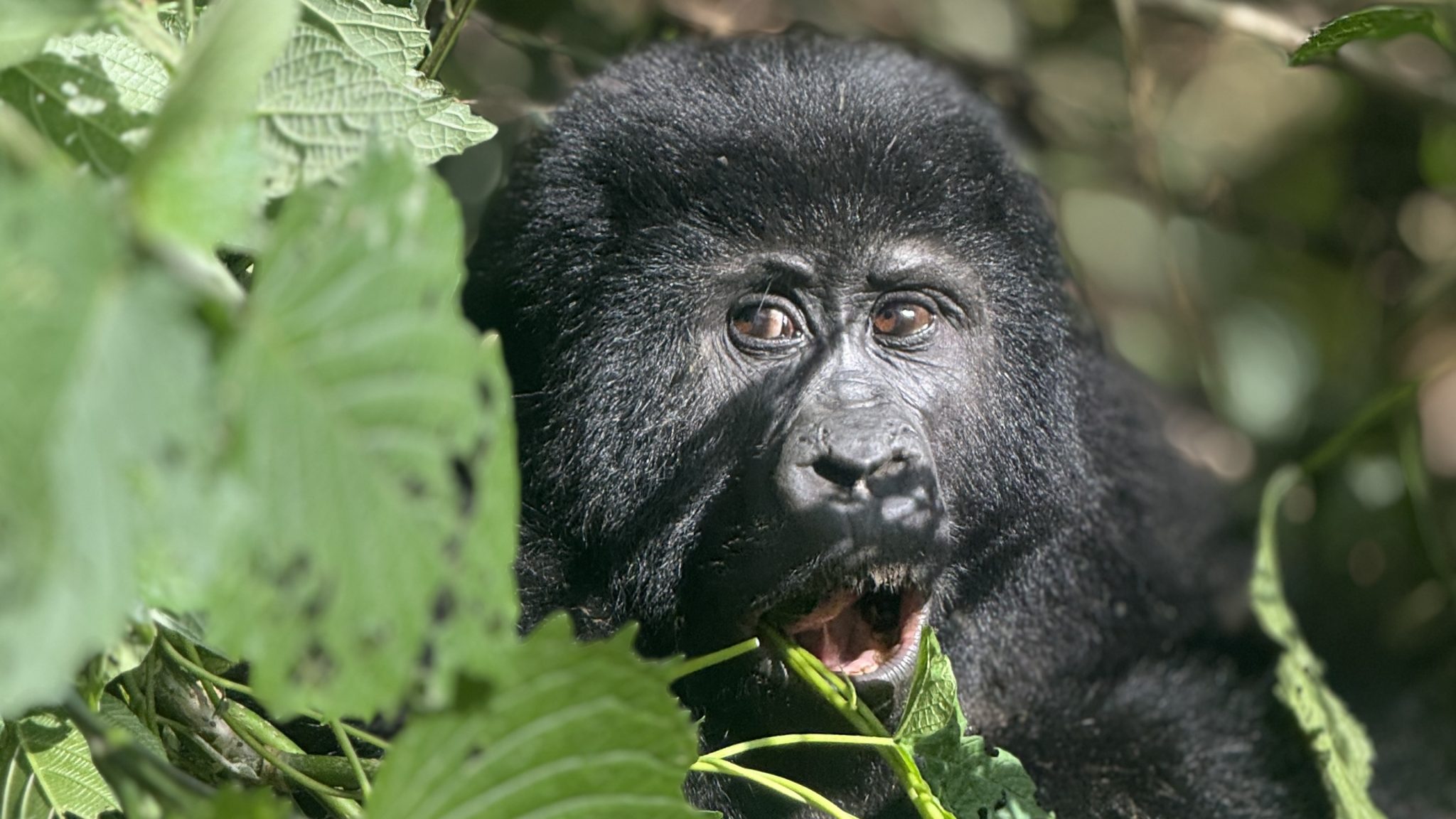 Bitukura gorilla family Ruhija Sector