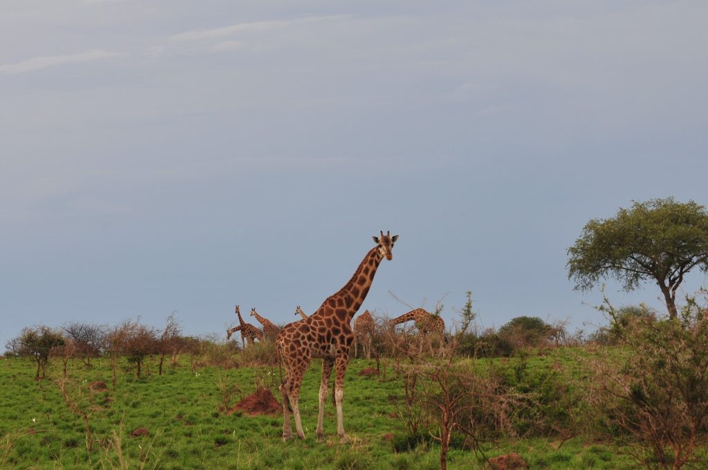 Booking a safari in Kidepo Valley National Park: With around 76 animal species, 5 primates, and 476 bird species now known