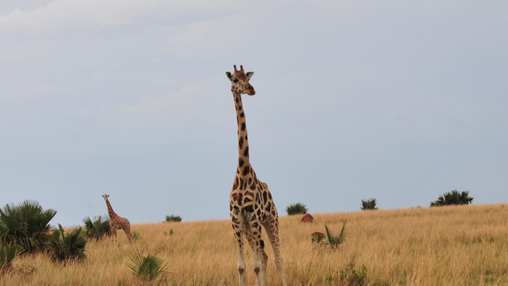 Exploring Kidepo Valley National Park: The northeastern region of Uganda is home to the remote and secret Kidepo