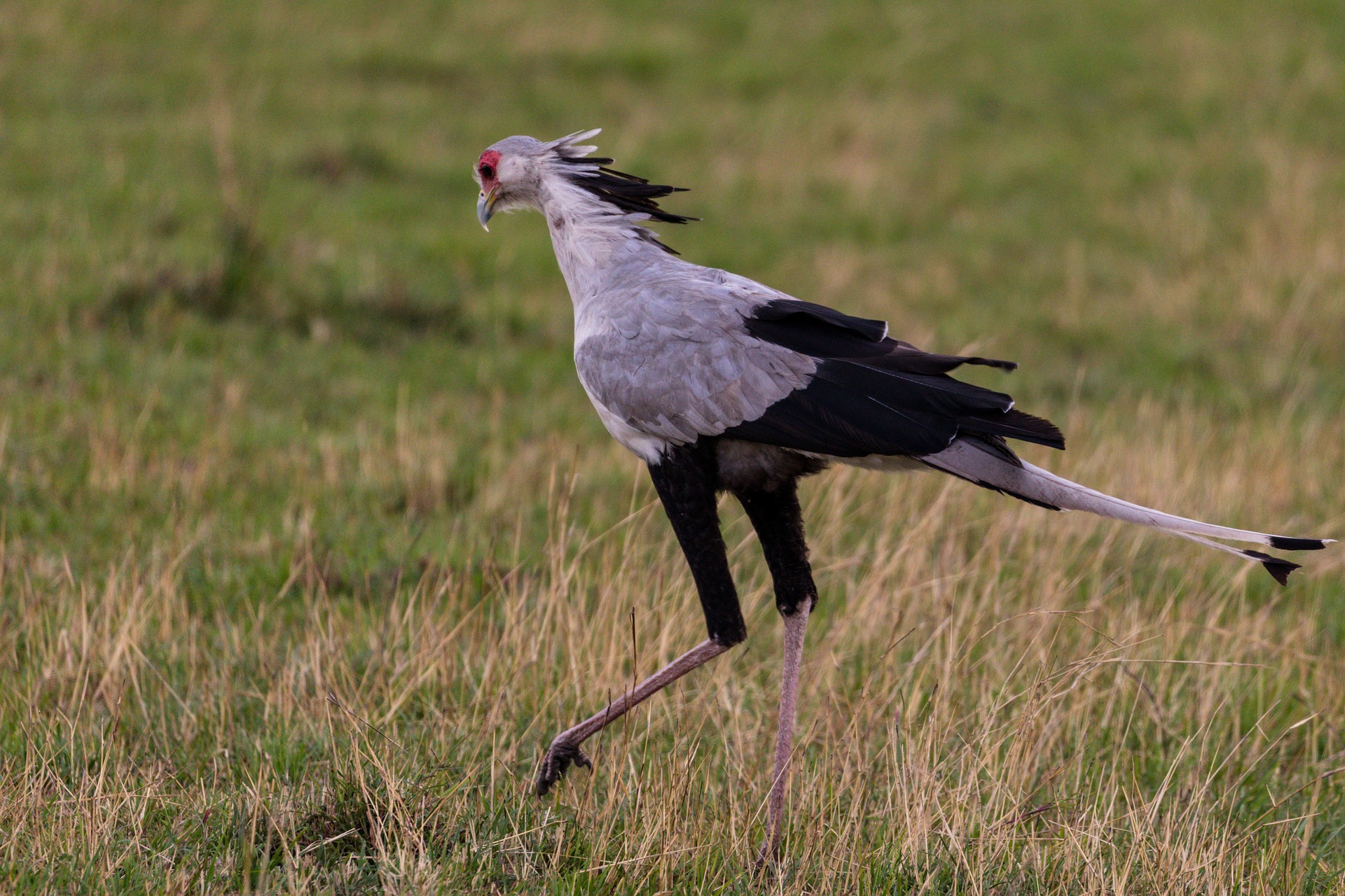 Kidepo Valley National Park birdwatching: The northeastern region of Uganda is home to the remote and secret Kidepo