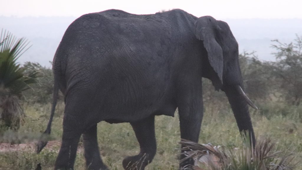 Kidepo Valley National Park budget safaris: On a safari in Uganda, one of the national parks that visitors would adore is Kidepo Valle