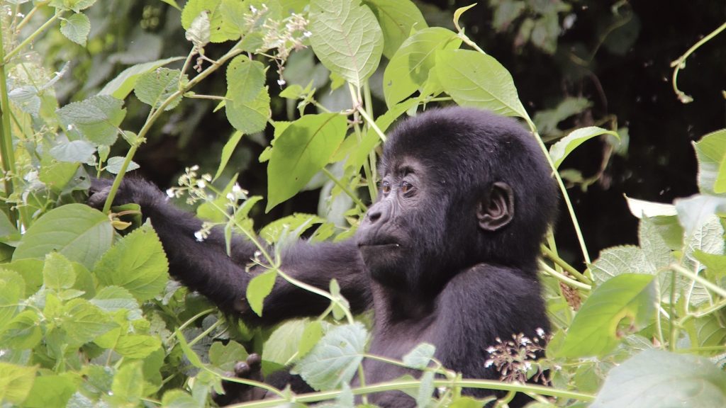Oruzogo gorilla family Ruhija: The Buhoma and Kabale routes provide easy access to the Ruhija Gorilla Trekking Sector