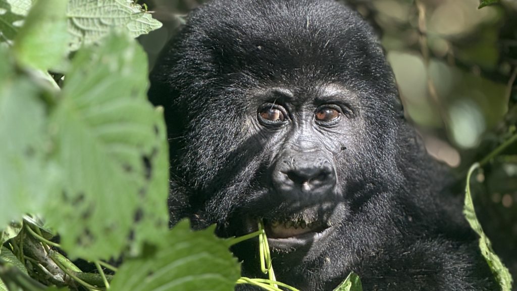 Rwanda Safari Tours: Go on a safari in Rwanda! It offers a wide variety of activities and stunning scenery.