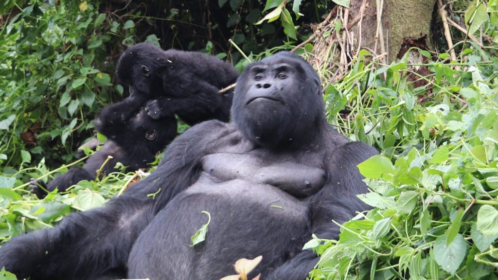Safety precautions for gorilla treks in Bwindi, Uganda