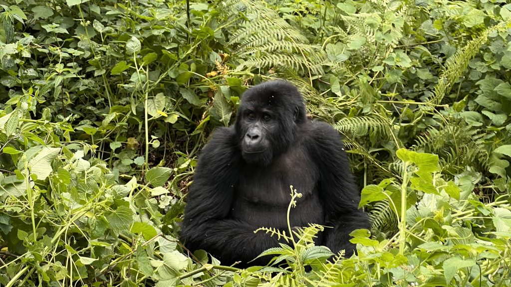 Fishing and gorilla trekking Safari