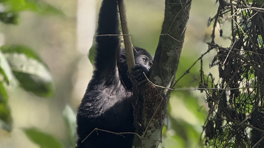 Uganda Gorilla Permits