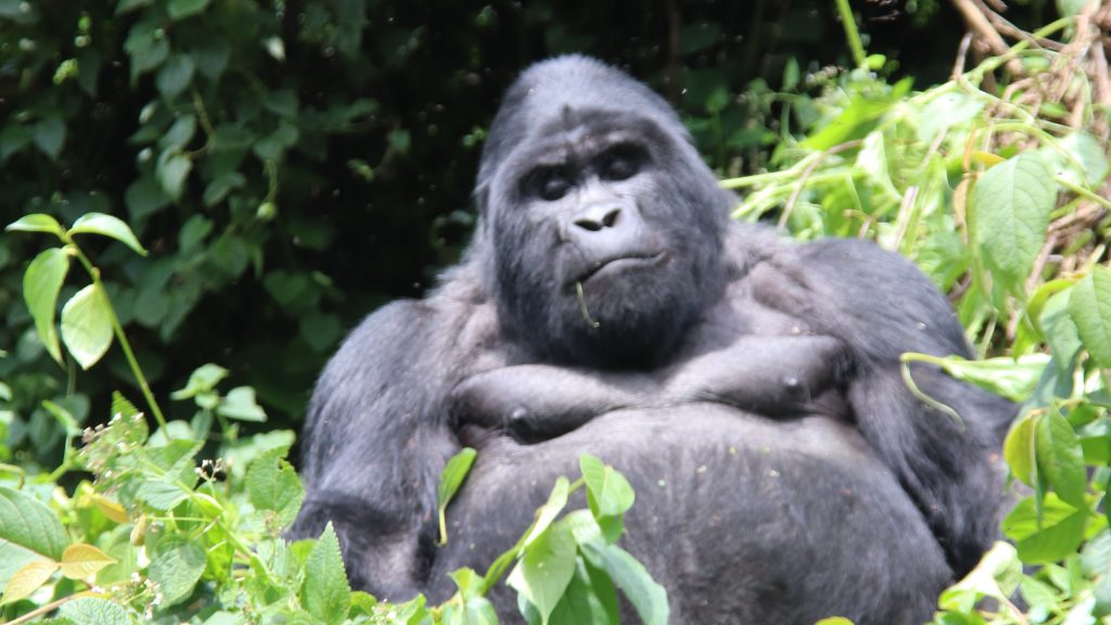 What is the best time for gorilla habituation in Uganda