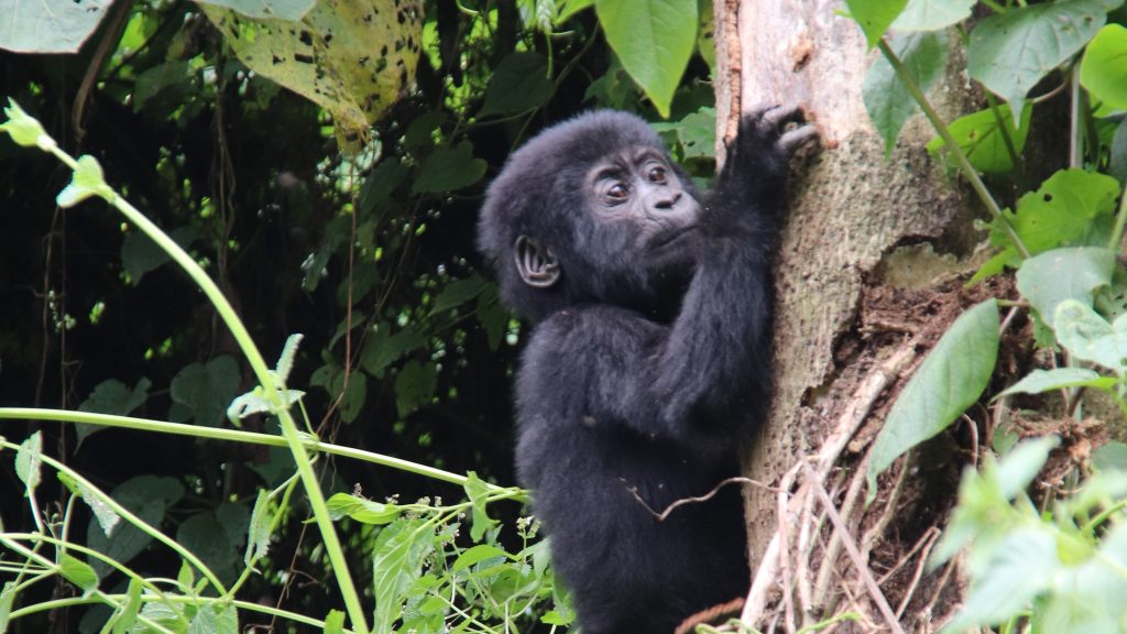 3 Day Gorilla trekking safari.