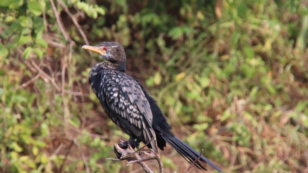 Birding in Akagera National Park is the place to go for birdwatching safari tours. Due to its varied environment that draws over 480 different species