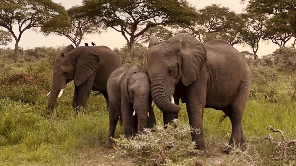 Cultural Activities in Kidepo Valley National Park: A visit to this park is often described as one of the most raw and authentic safari experiences in Africa