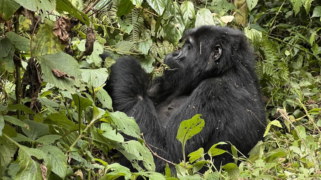 Why Is Double Gorilla Trekking Better Than Habituation