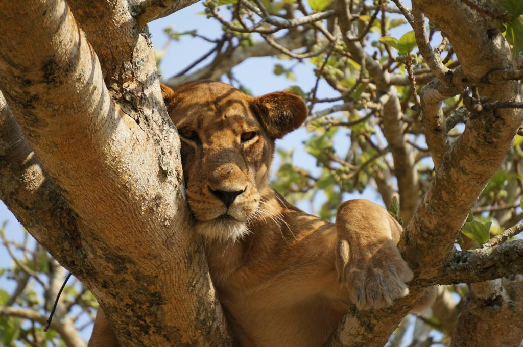 Where to see climbing lions in Uganda
