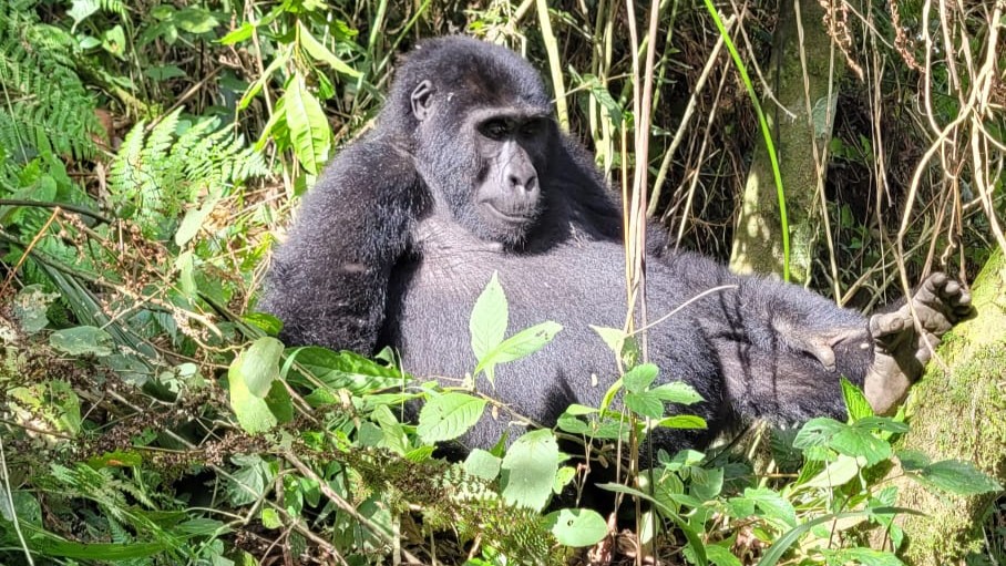 11-Day Uganda & Kenya Safari: Gorilla Trekking & Big Five Adventure