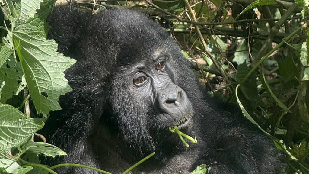 12 Day Uganda Luxury Safari