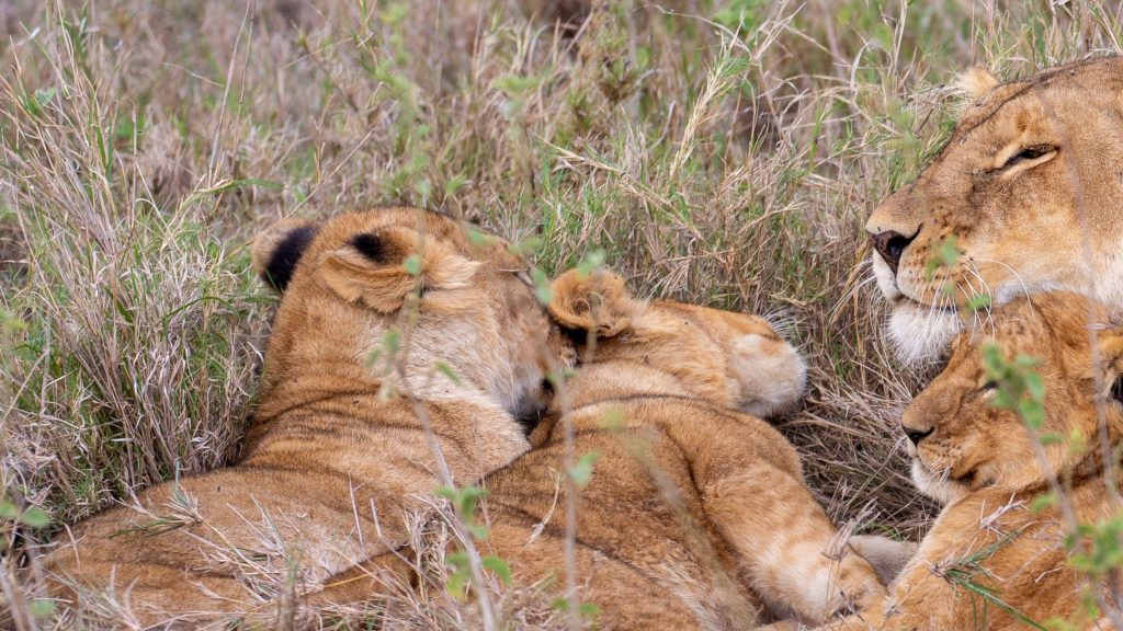 4 Day Maasai Mara & Lake Nakuru Safari