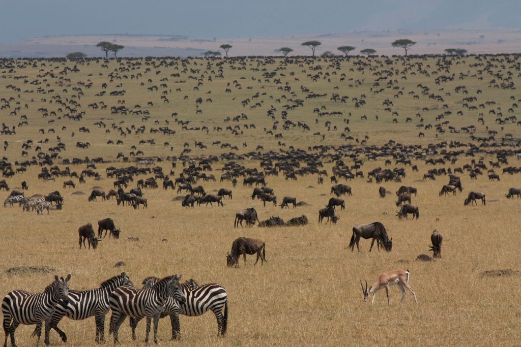 7 Day Kenya Wildlife Safari