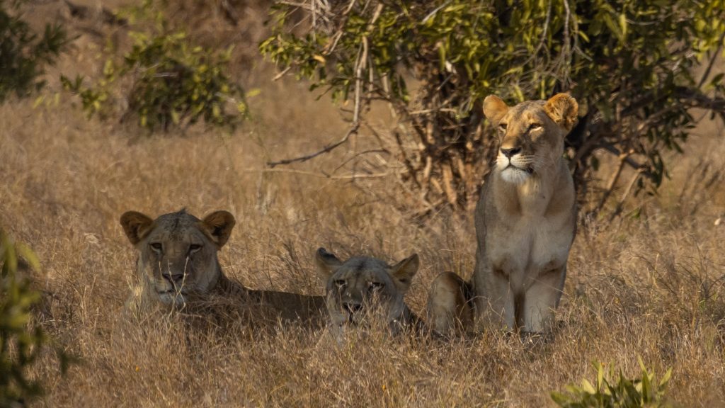 8 Day Tsavo & Amboseli Wildlife Safari
