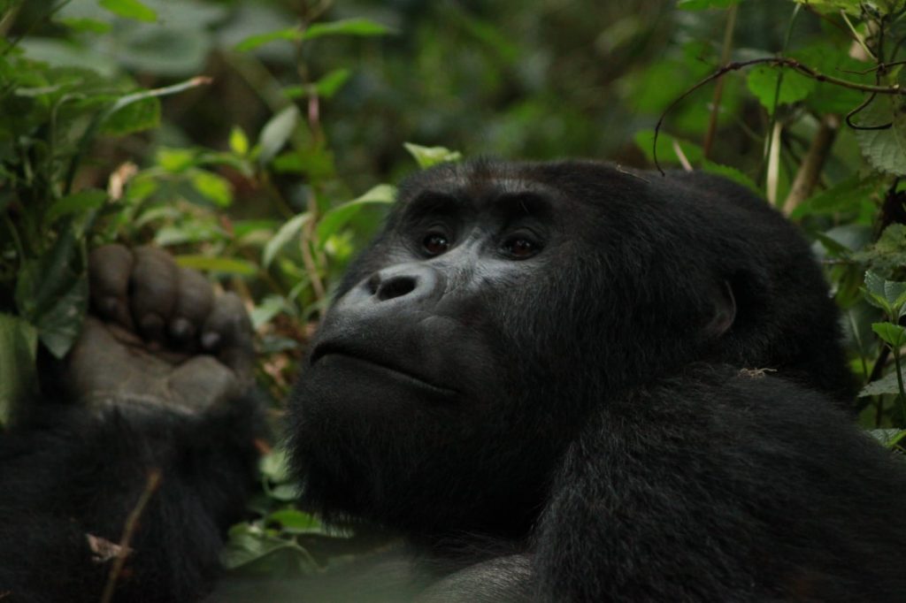 21 Day Uganda Safari