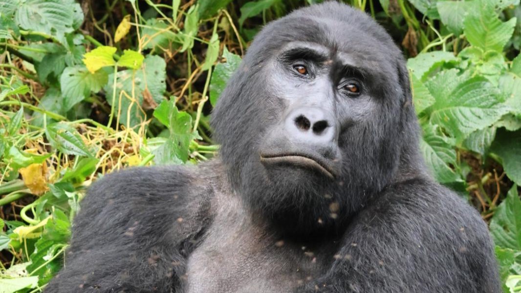 8 Day Primates & Wildlife Budget Group Tour