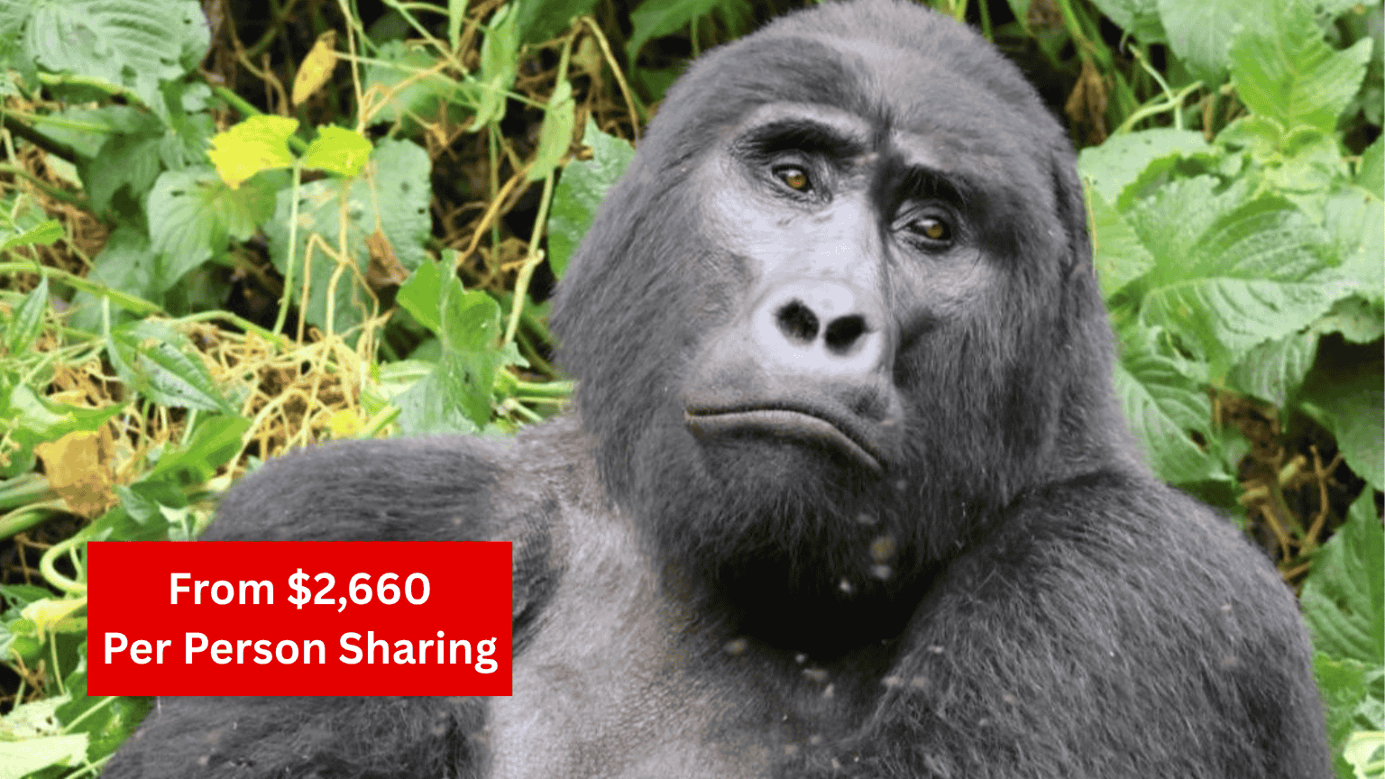 8 Day Primate and Wildlife Budget Safari