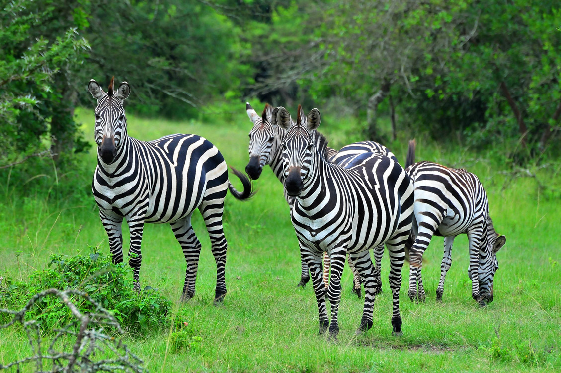 walking safari in Lake mburo