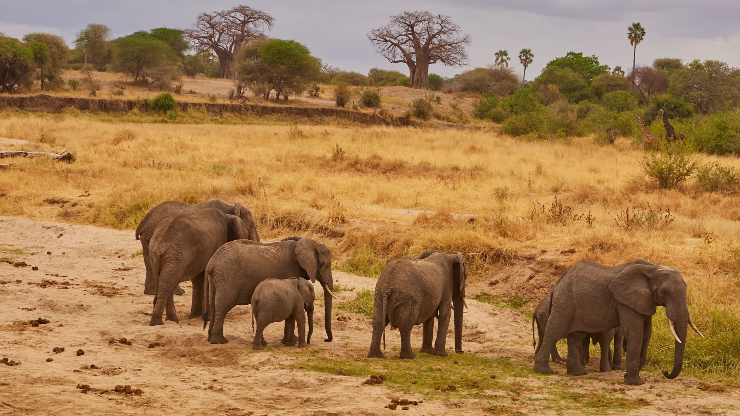 Best Time to visit Tarangire National Park