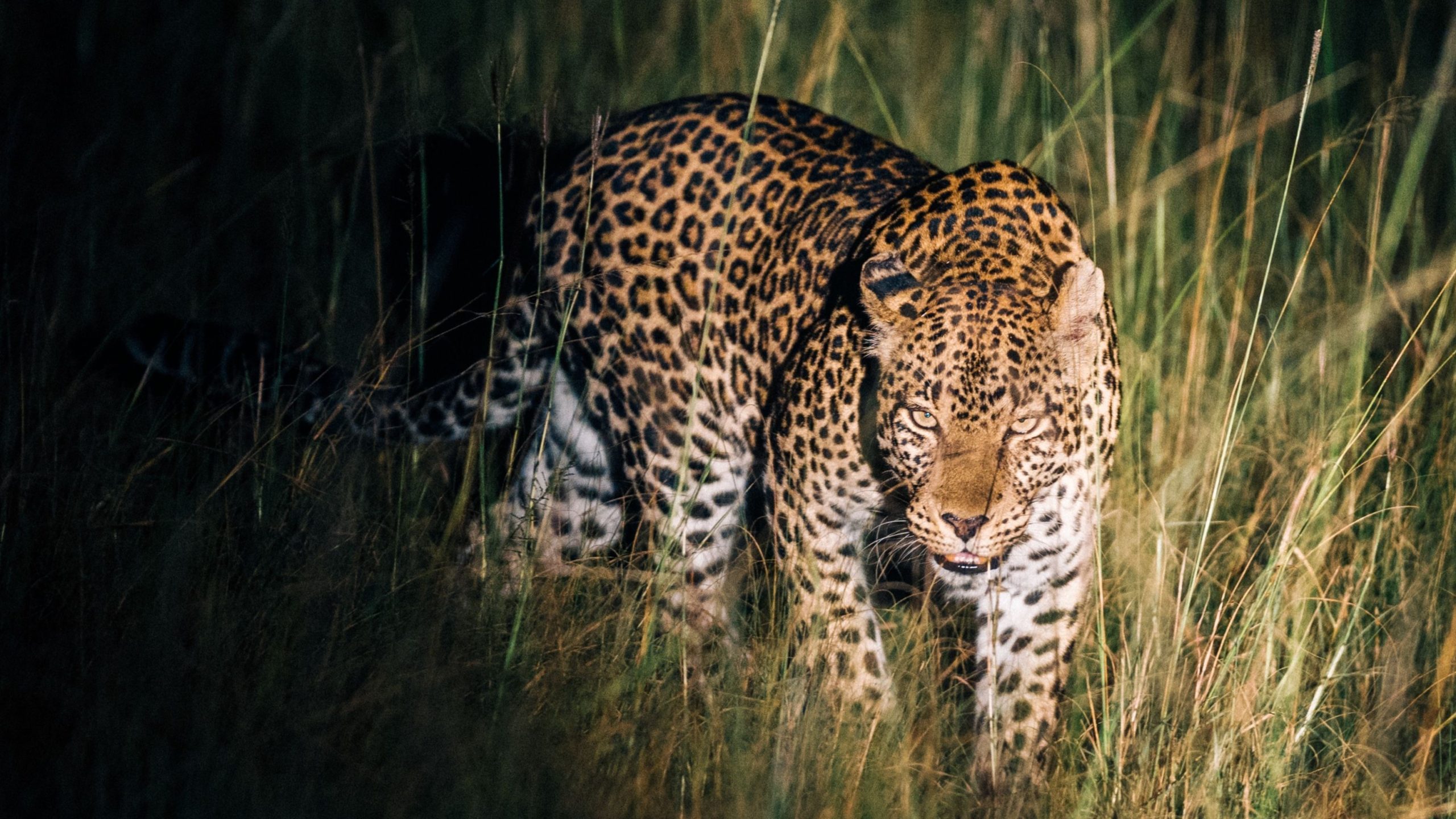 Night Game Drives in Lake Mburo
