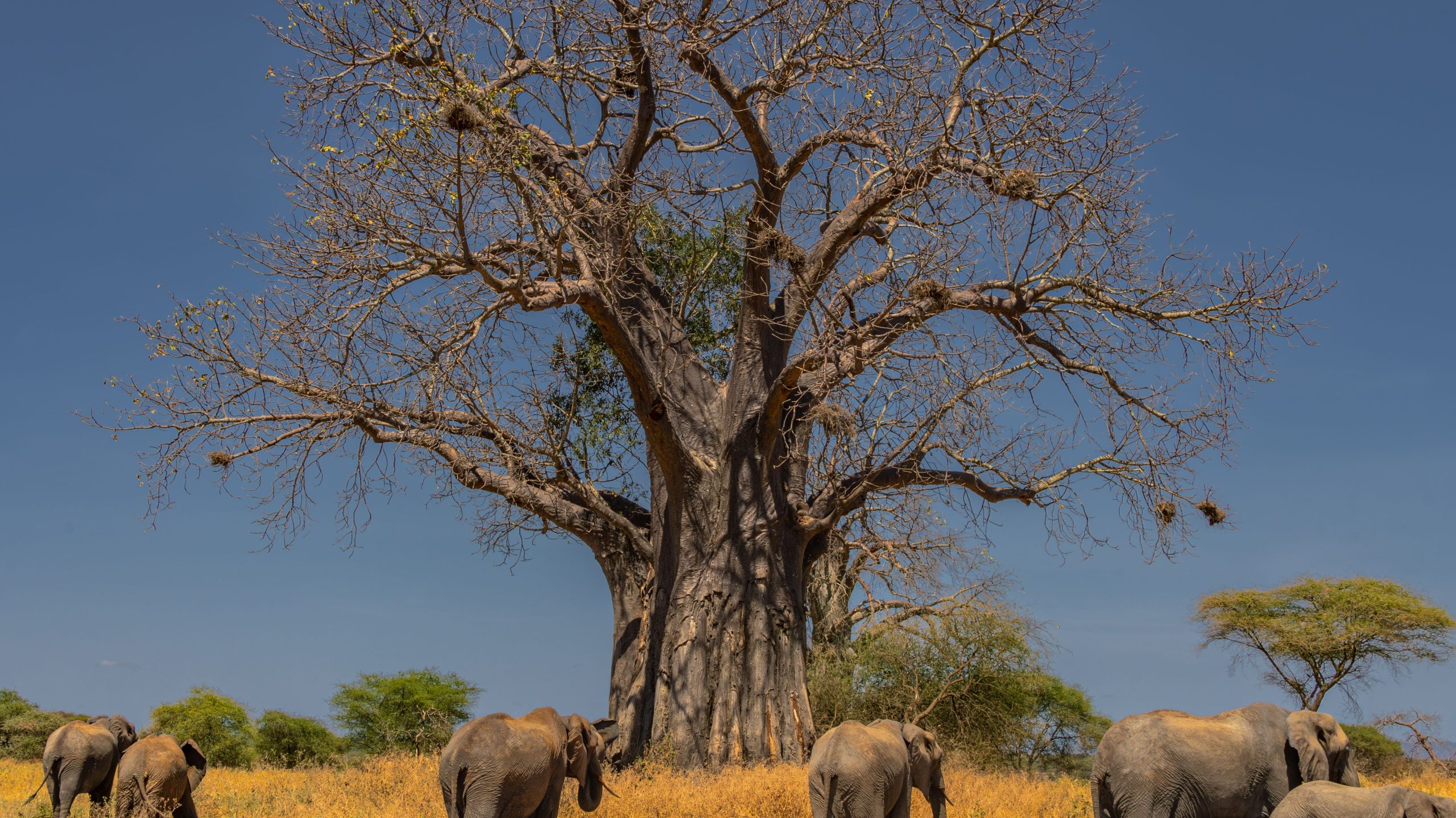 Tarangire National Park